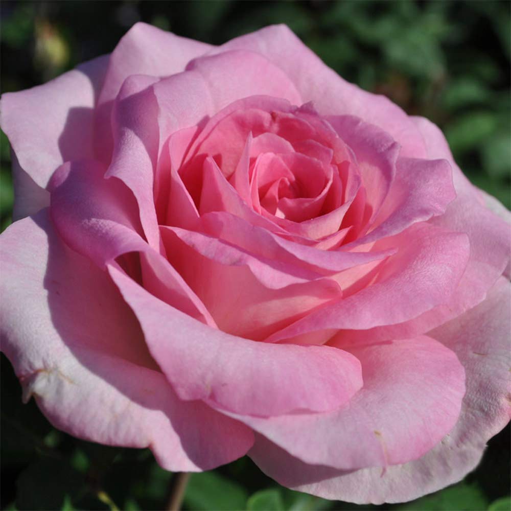 Heirloom Pink Eleganza® Beverly Hybrid Tea Rose Bush - Fragrant Blooming Plant for Pots, Gardens & Landscaping | Perfect for Outdoor Decor, Wedding Bouquets & Home Gardening