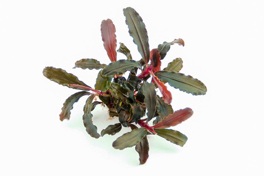 Dennerle Bucephalandra sp. 'Red Scorpio' Live Aquarium Plant in Pot - Perfect for Freshwater Fish Tanks, Aquascaping & Nano Aquariums