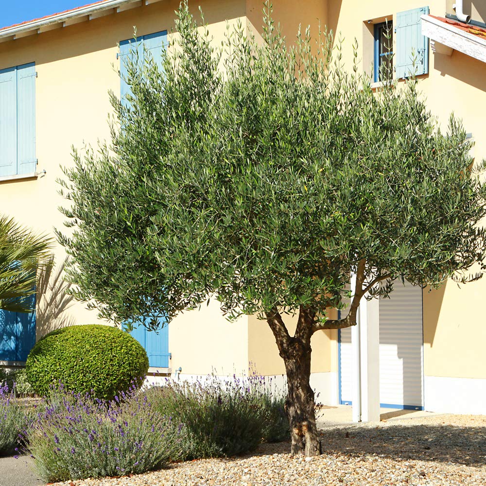 PERFECT PLANTS Arbequina Olive Tree Live Plant 4-5 Feet Tall - Indoor/Outdoor Fruit Bearing Tree with Care Guide - Perfect for Home Gardens, Patios & Mediterranean Landscaping