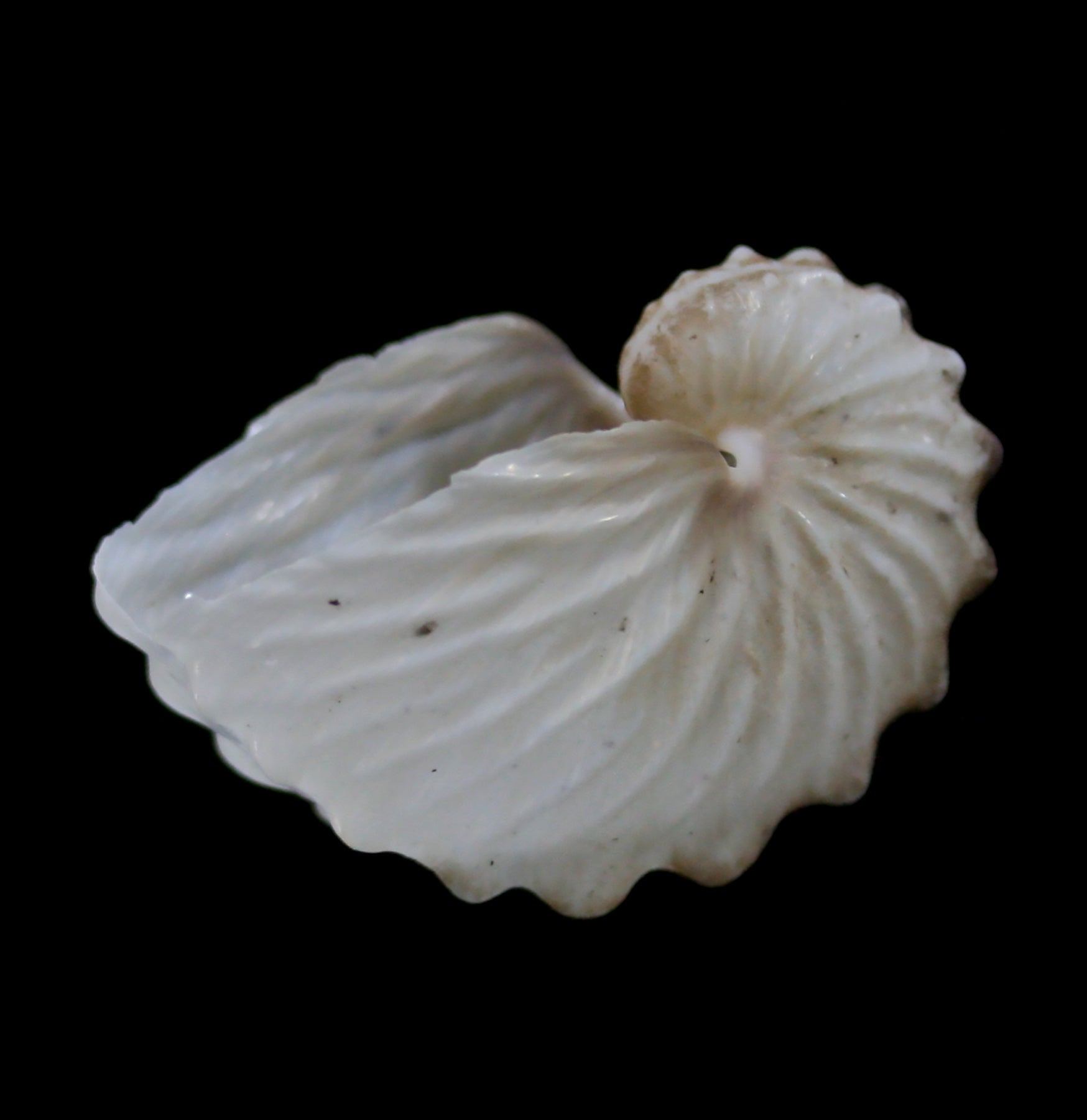 Natural Brown Paper Nautilus Shell Decor - Handmade Coastal Beach Home Decor for Wall Art, Table Centerpiece & Boho Room Aesthetics