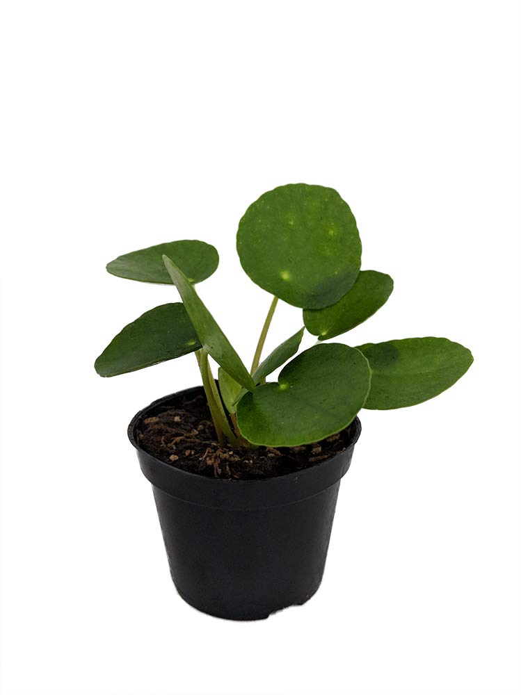 Hirt's Gardens Pilea Peperomioides (Chinese Money Plant) - 2.5 Inch Pot - Easy Care Indoor Houseplant for Home, Office Decor and Gift Giving