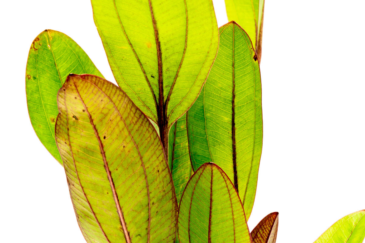 Echinodorus Devil Eye Live Aquarium Plant - Easy Care Aquatic Plant for Fish Tanks, Ponds & Aquascaping | Perfect for Beginners & Planted Aquariums