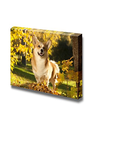 Welsh Corgi Pembroke Dog