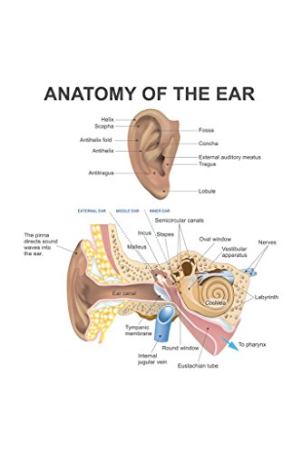 Human Ear Diagram | 11120
