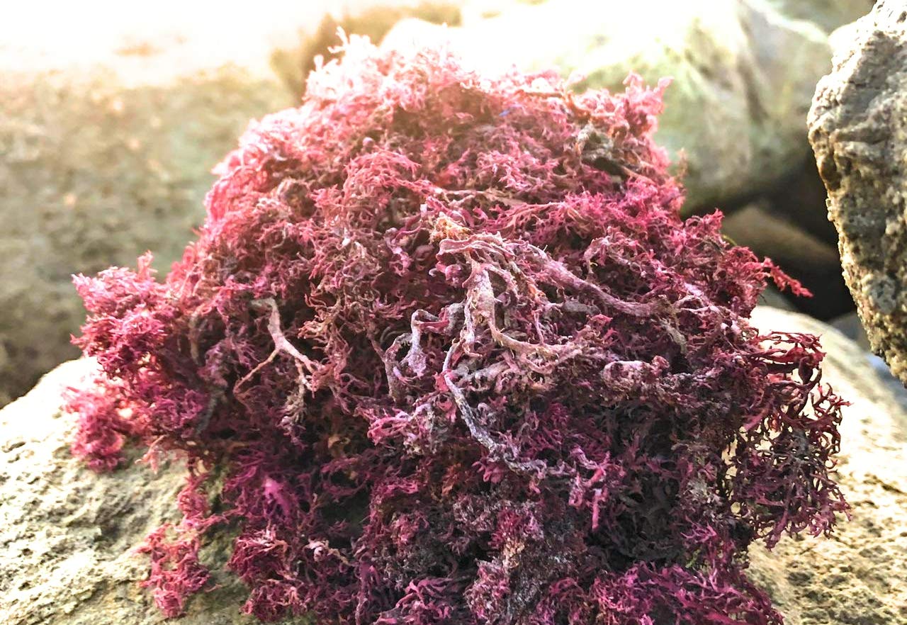 Organic Raw Wildcrafted Jamaican Sea Moss (Chondrus Crispus) - Sun-Dried, Nutrient-Rich Superfood - 4oz/113g - Dr. Sebi Approved - Clean Ocean Harvest | Perfect for Smoothies, Vegan Recipes & Immune Support