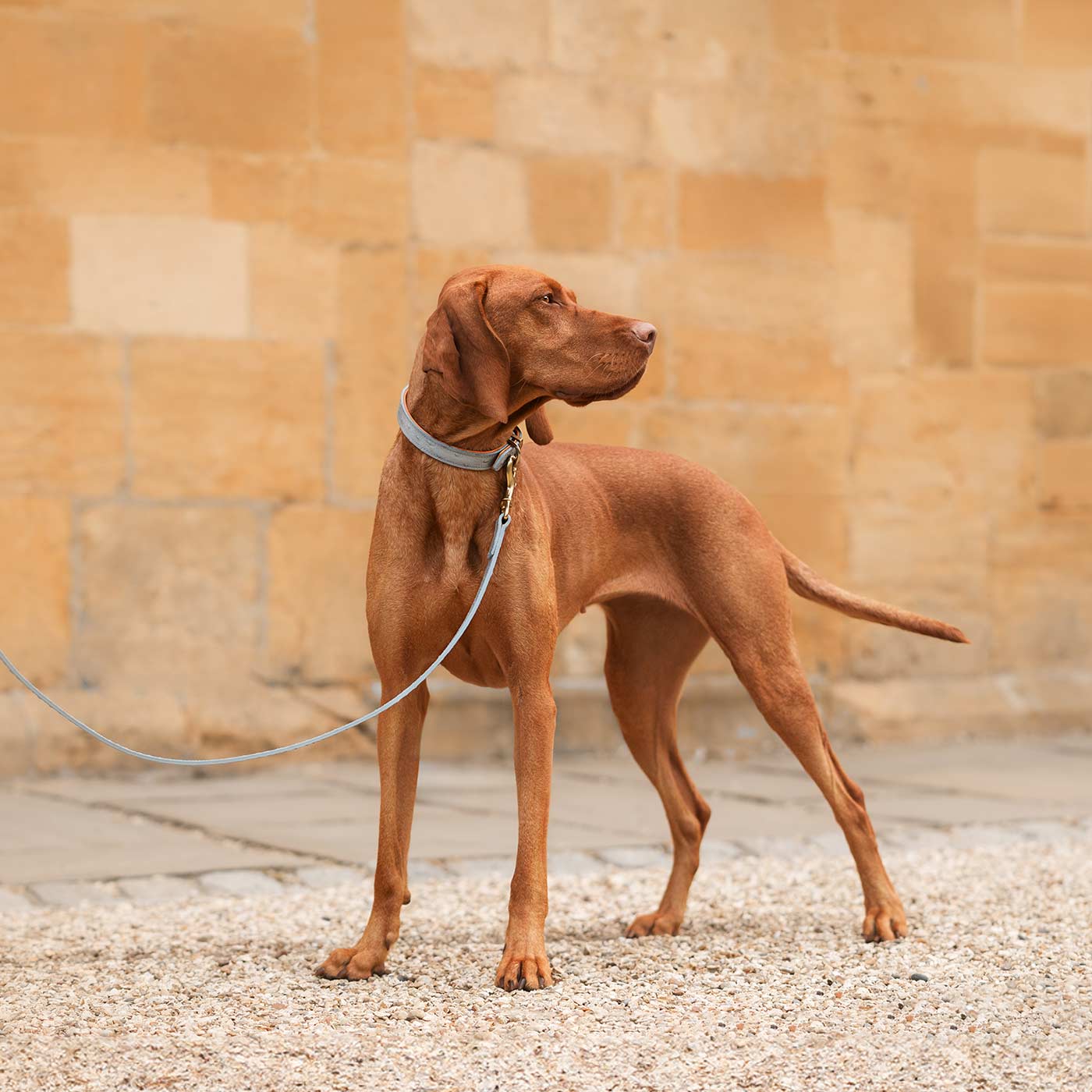 Premium Ostrich Leather Dog Leash - Grey & Orange - Durable & Stylish for Large Dogs - Perfect for Walks, Training & Outdoor Adventures - by Lords & Labradors