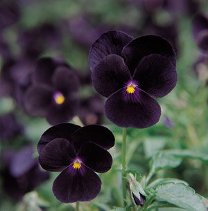 Viola Sorbet XP Black Delight Flower Seeds - Pack of 1,000 Non-GMO Seeds for Garden Planting | Perfect for Borders, Containers, and Cottage Gardens