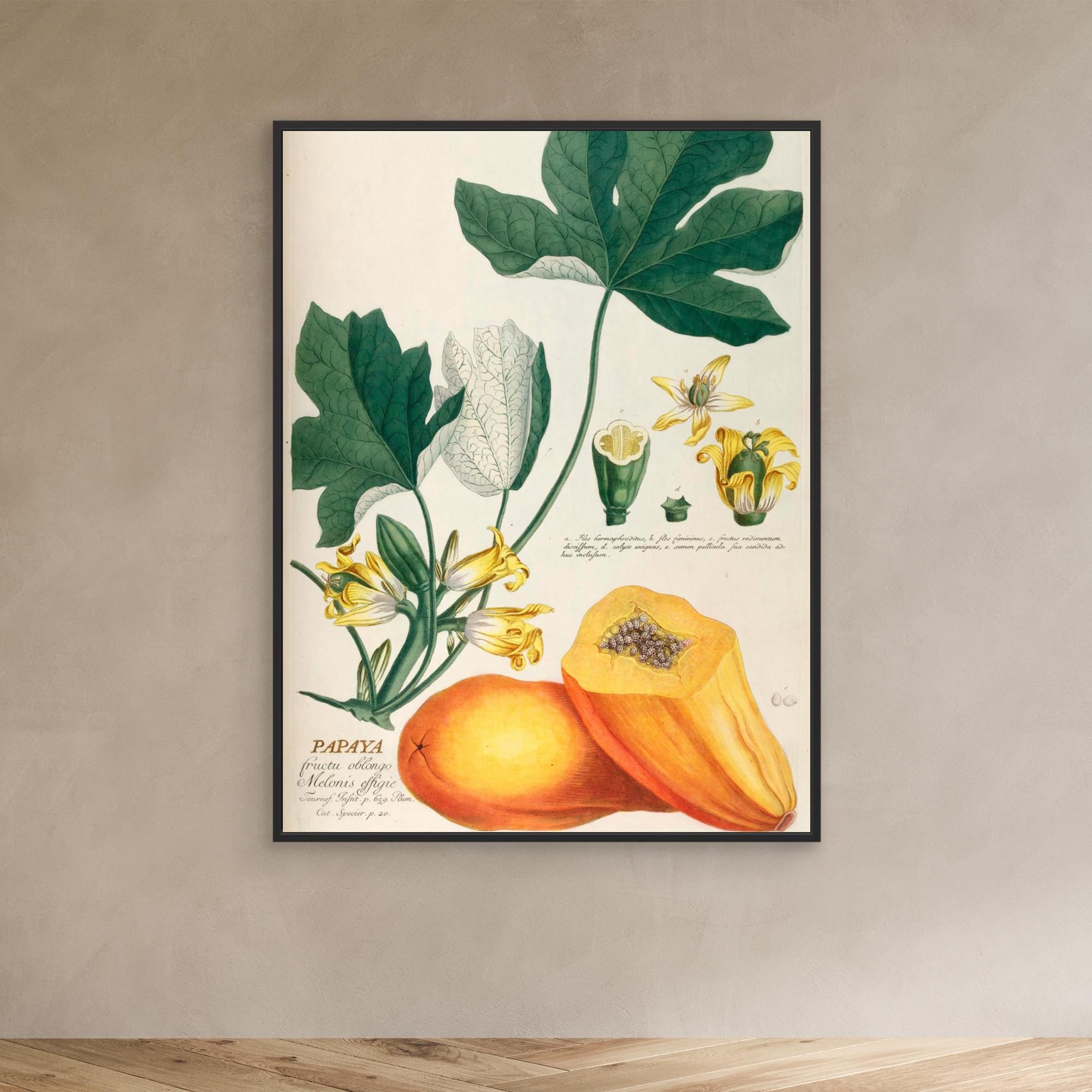 Elizabeth C Papaya Canvas Print - Tropical Fruit Wall Art Decor for Living Room, Bedroom & Office