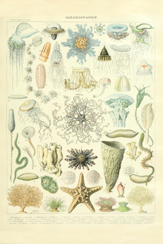Vintage Marine Life Bookplate - Adolphe Millot Artwork 36x54 Giclee Gallery Print | Ocean Themed Wall Decor for Home & Office | Perfect for Beach House, Aquarium or Nautical Theme Rooms
