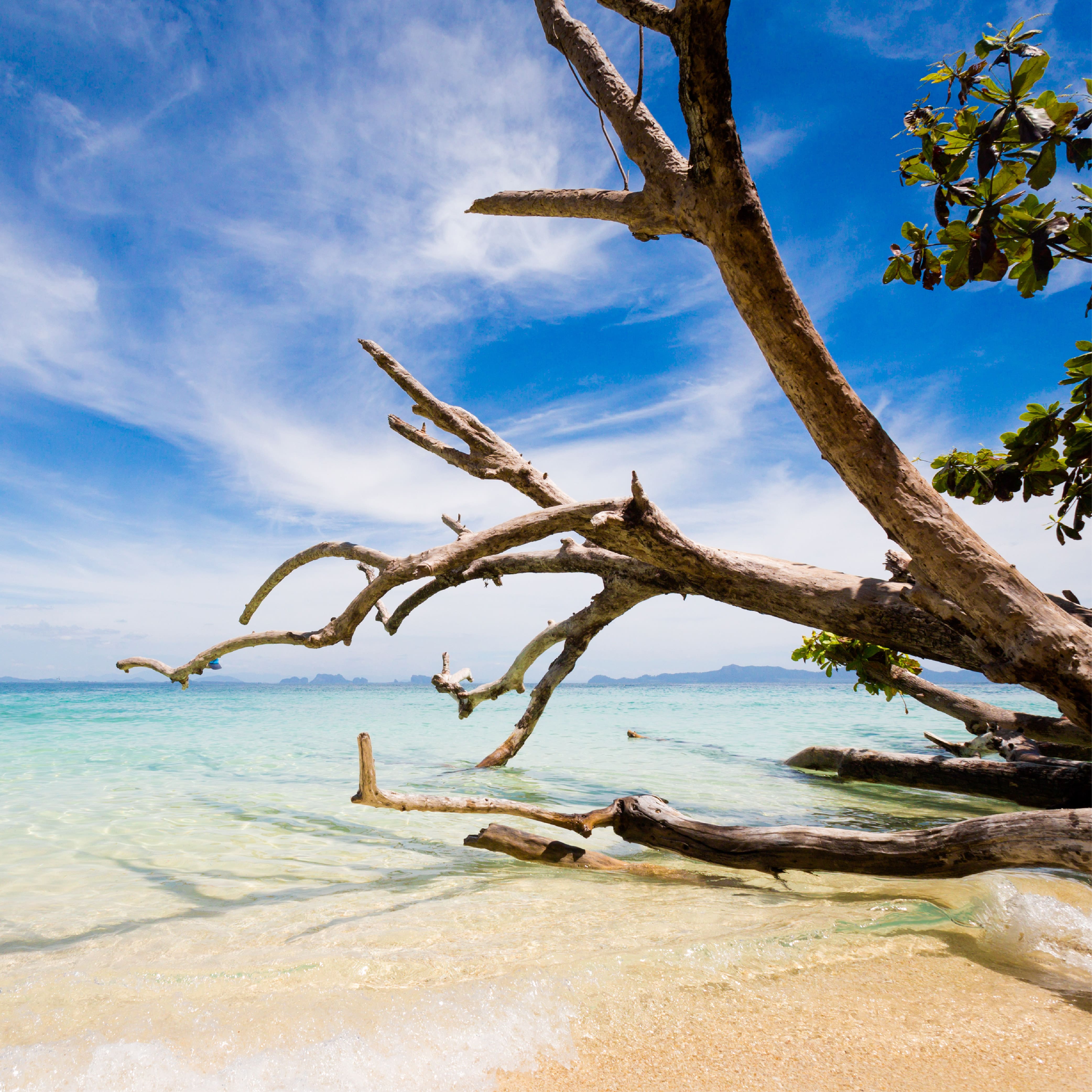 NO. 19 Caribbean Teakwood Fragrance Oil for Cold Air Diffusers - Aromatherapy for Home, Office & Spa Relaxation