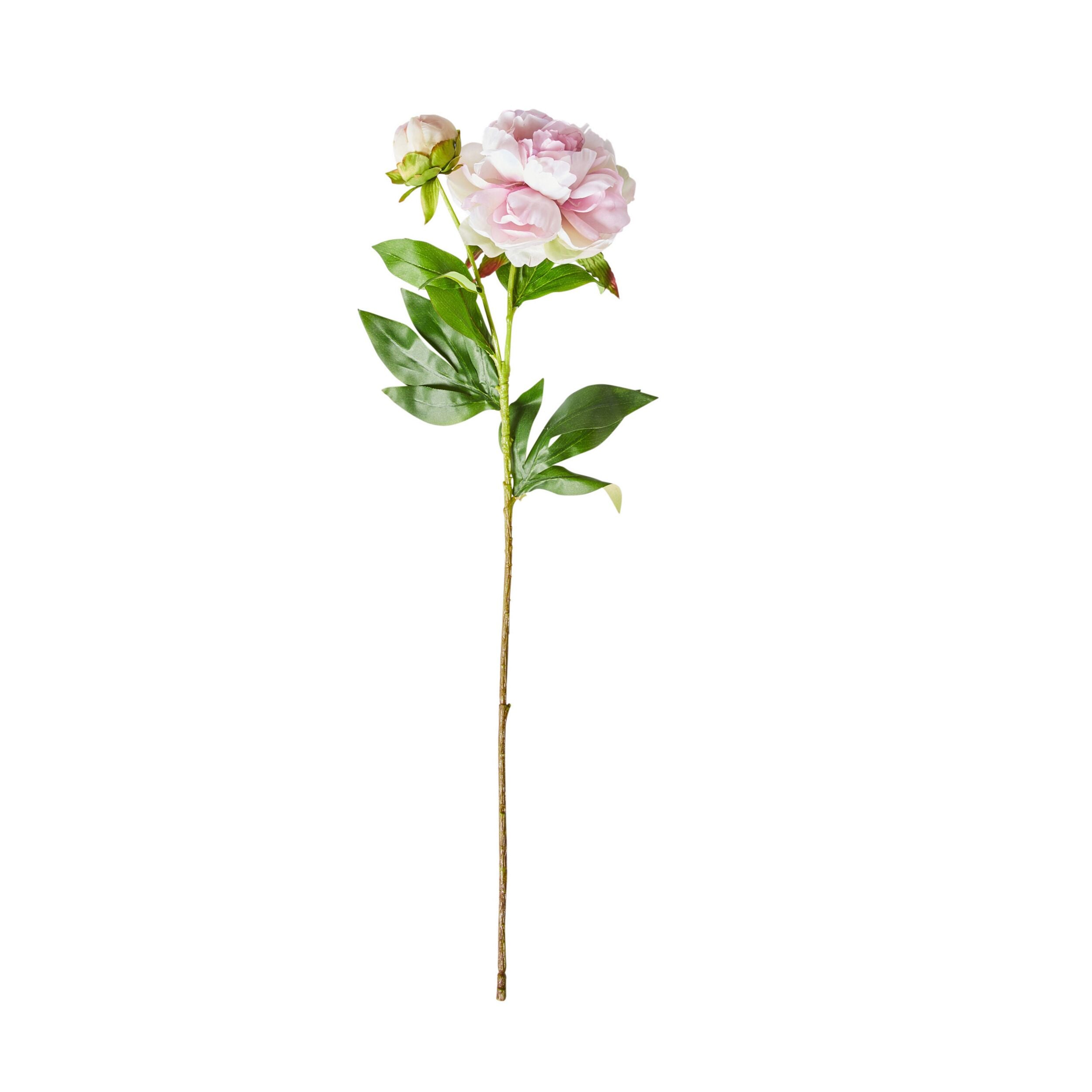 Acacia Peony Pale Pink x2 Blooms 67cm - Artificial Silk Flowers for Wedding Bouquets, Home Decor, and Floral Arrangements