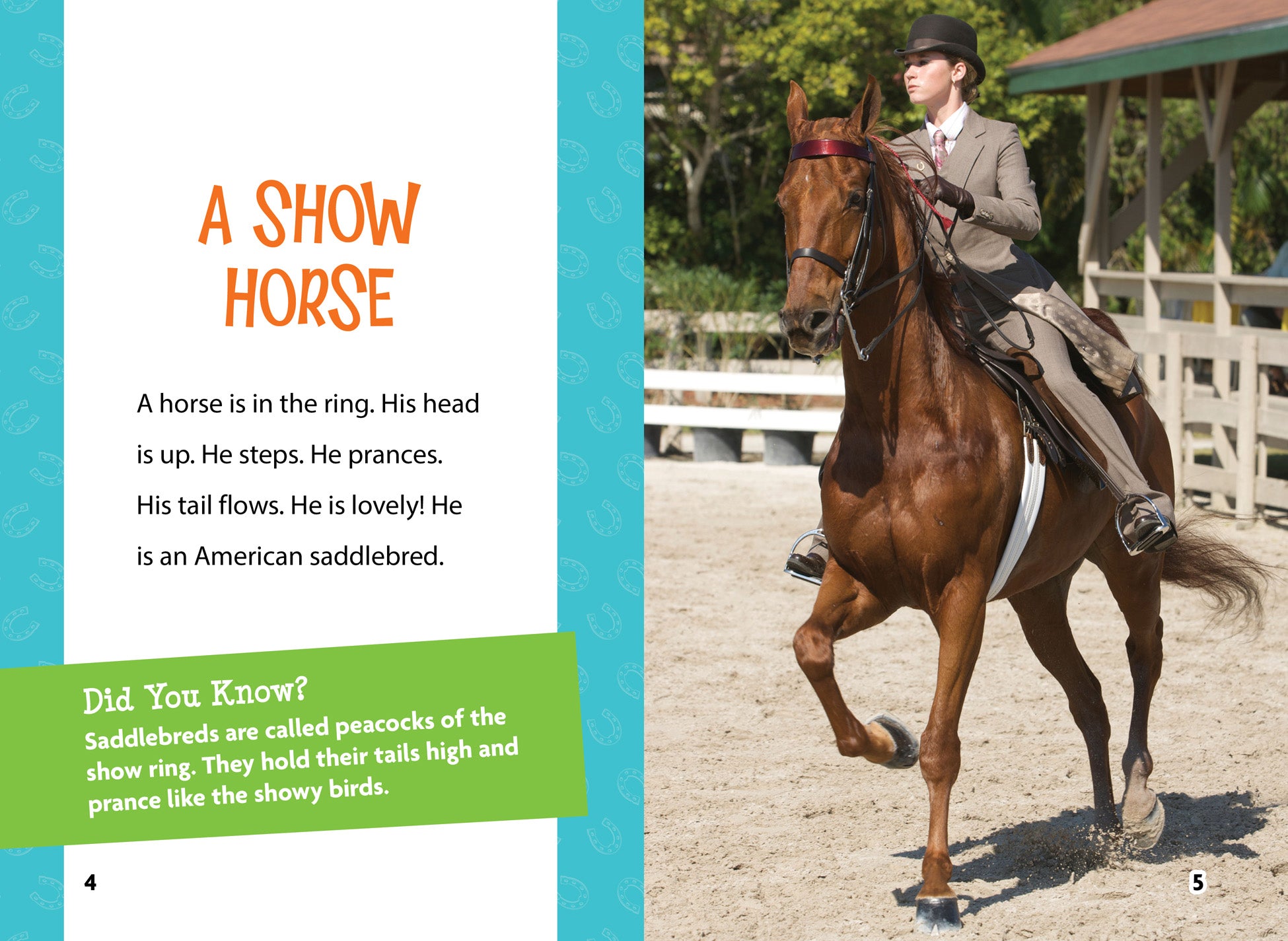 Premium American Saddlebred Horses for Sale | Show & Trail Riding | Top Quality Gaited Horses for Competition & Leisure