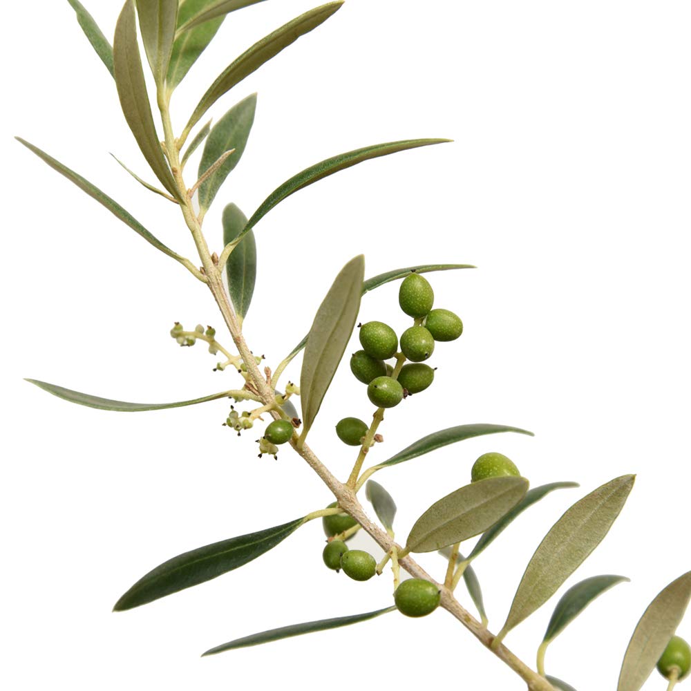PERFECT PLANTS Arbequina Olive Tree Live Plant 4-5 Feet Tall - Indoor/Outdoor Fruit Bearing Tree with Care Guide - Perfect for Home Gardens, Patios & Mediterranean Landscaping