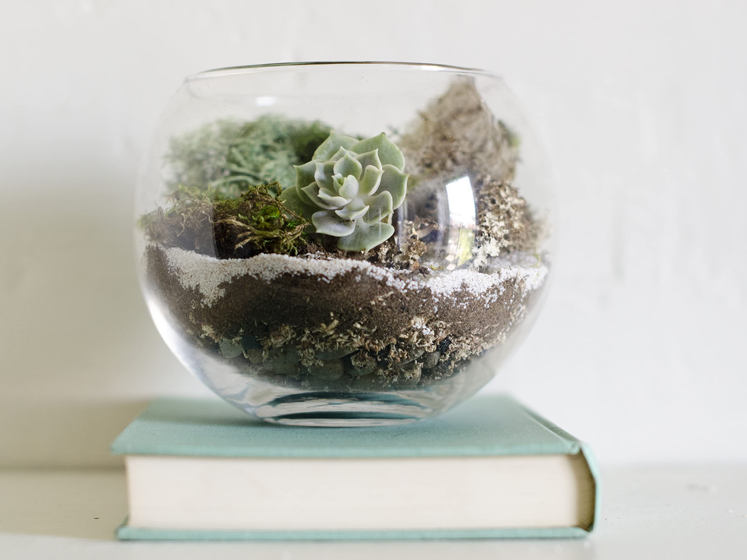 DIY Succulent Terrarium Kit with White Sand & Moss - Glass Bowl Planter for Home Decor, Office Desk, or Gift Idea
