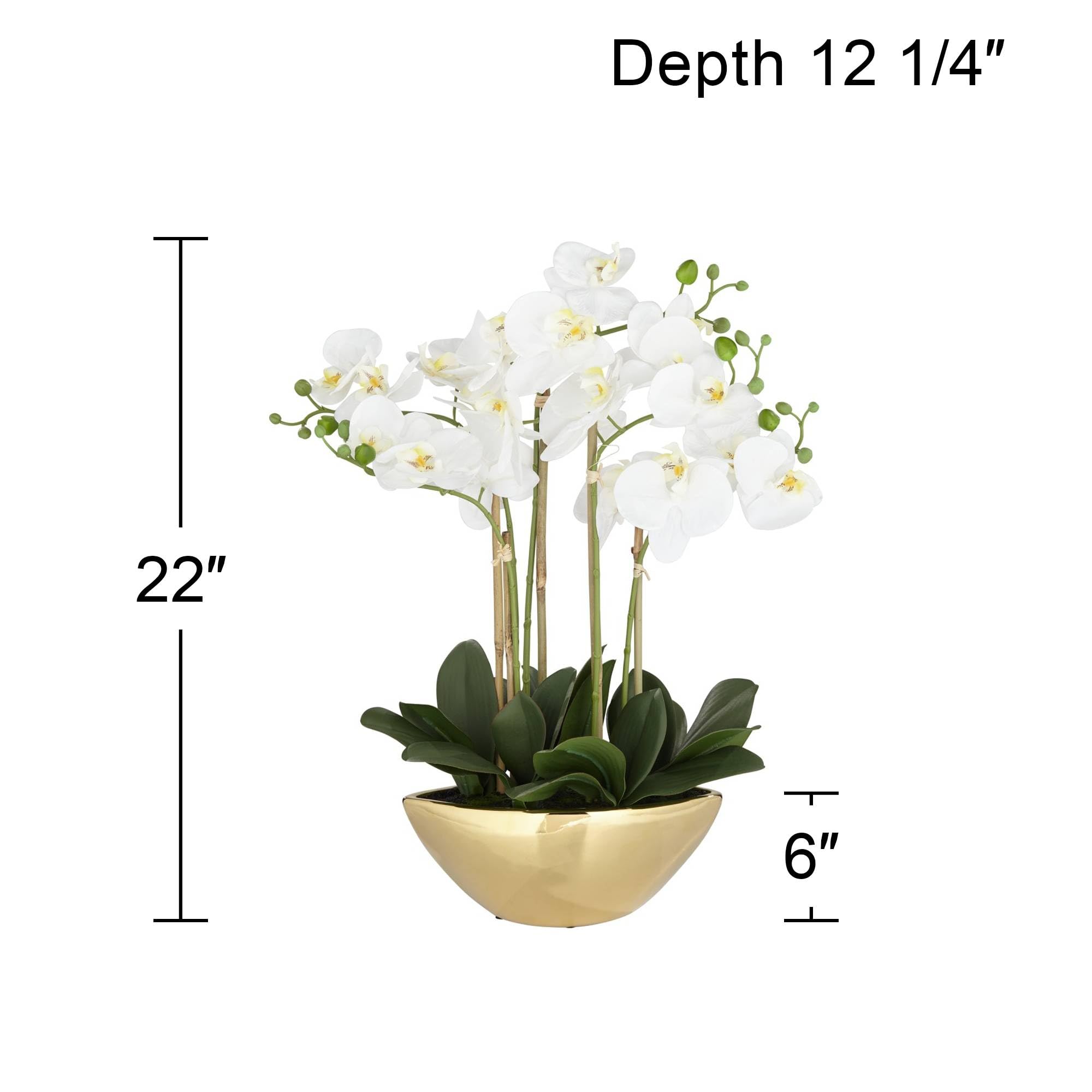 Belvois White Orchid 22