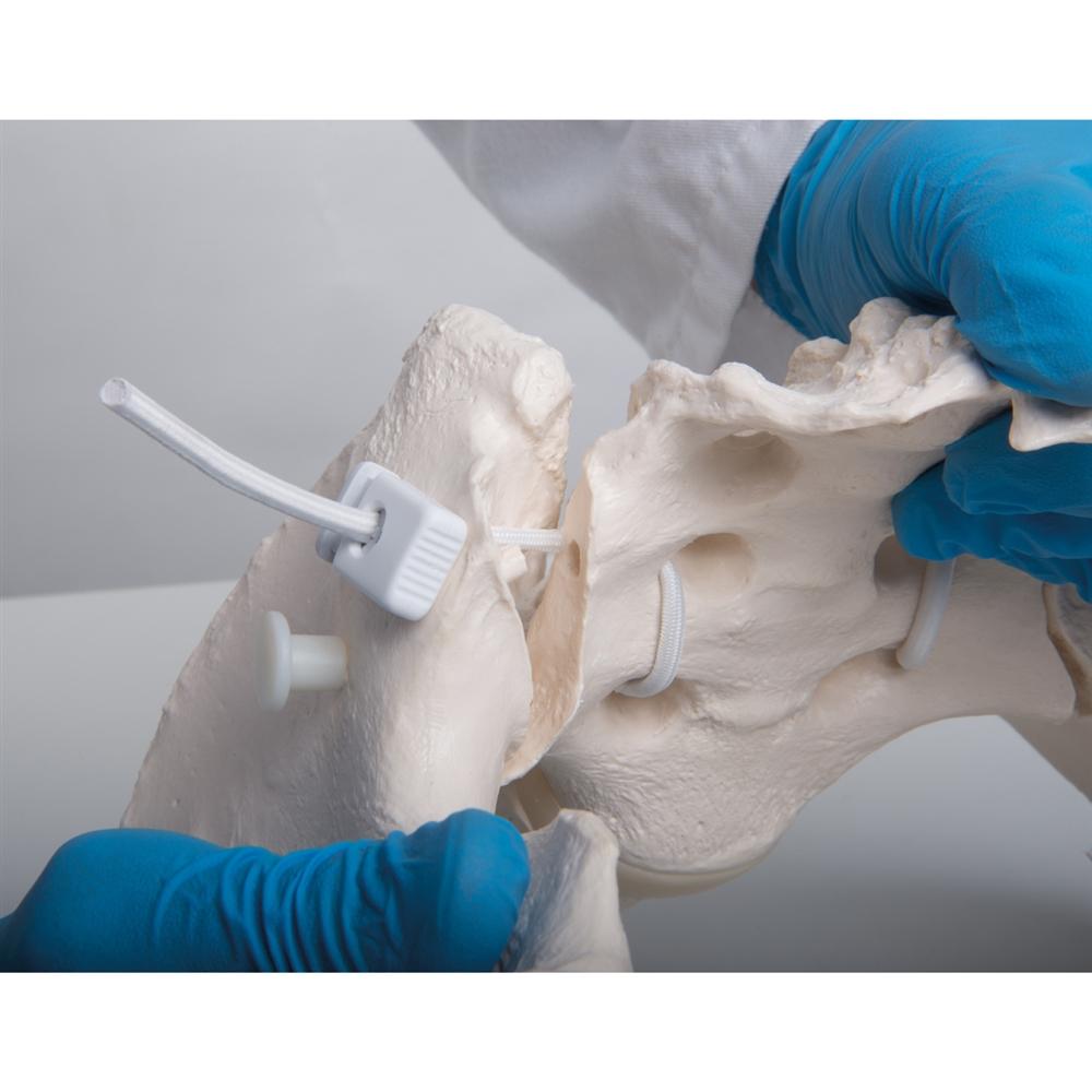 Flexible Female Pelvic Skeleton Model - Anatomically Accurate Medical Teaching Tool for Childbirth Education, Physical Therapy & Nursing Training