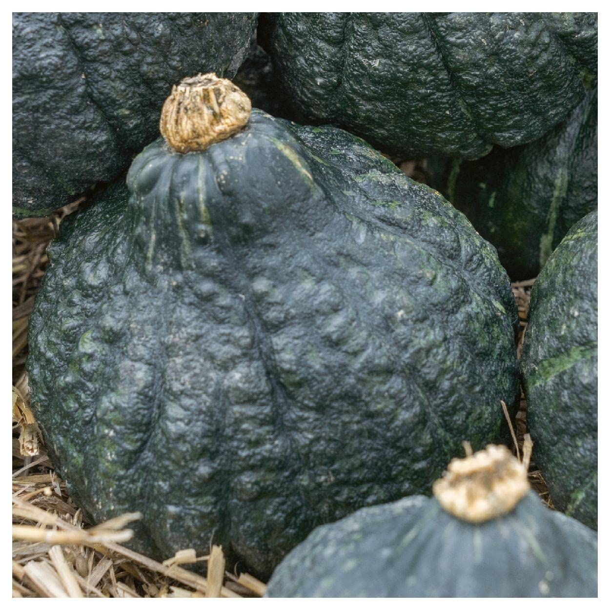 Everwilde Farms - 1/4 Lb Chicago Warted Hubbard Winter Squash Seeds - Non-GMO, Heirloom, Open Pollinated - Perfect for Fall Gardening, Thanksgiving Decor & Homemade Squash Recipes