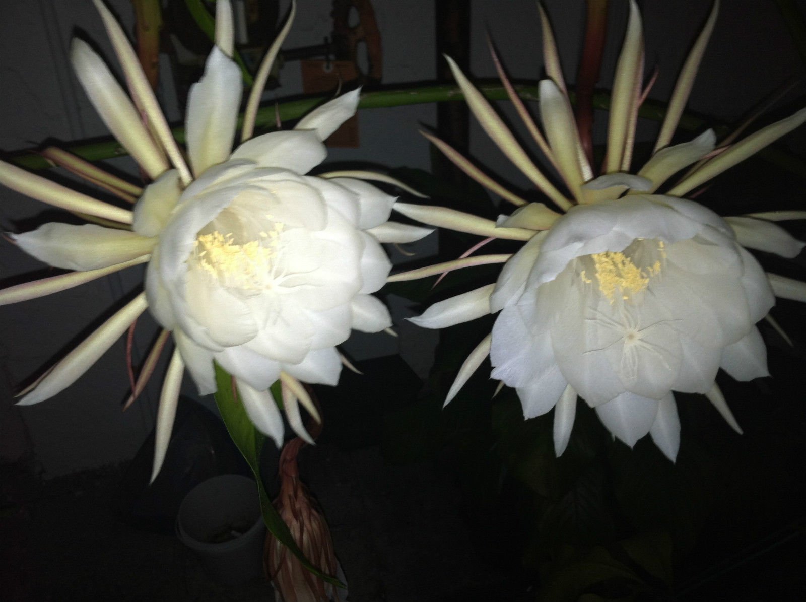 Queen of the Night Plant - Rare Night Blooming Cereus in 2.5
