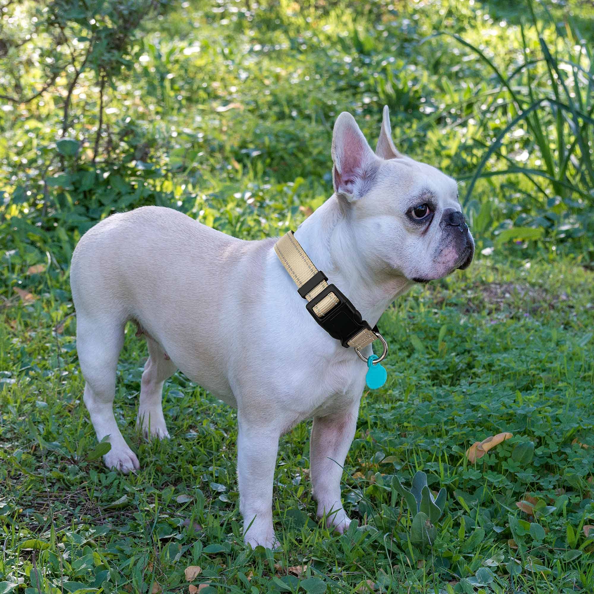 Reflective Dog Collar with Soft Neoprene Padding - Breathable Adjustable Nylon Collar for Small, Medium & Large Dogs - High Visibility Safety Collar for Night Walks (Small, Vanilla Collar + Leash) - Perfect for Evening Dog Walks, Jogging & Outdoor Adventures