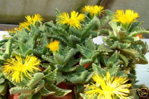 Faucaria tigrina Tiger Jaws - Rare Exotic Ice Plant Living Stone Succulent Seeds (50 Count) for Rock Gardens, Terrariums & Drought-Tolerant Landscaping
