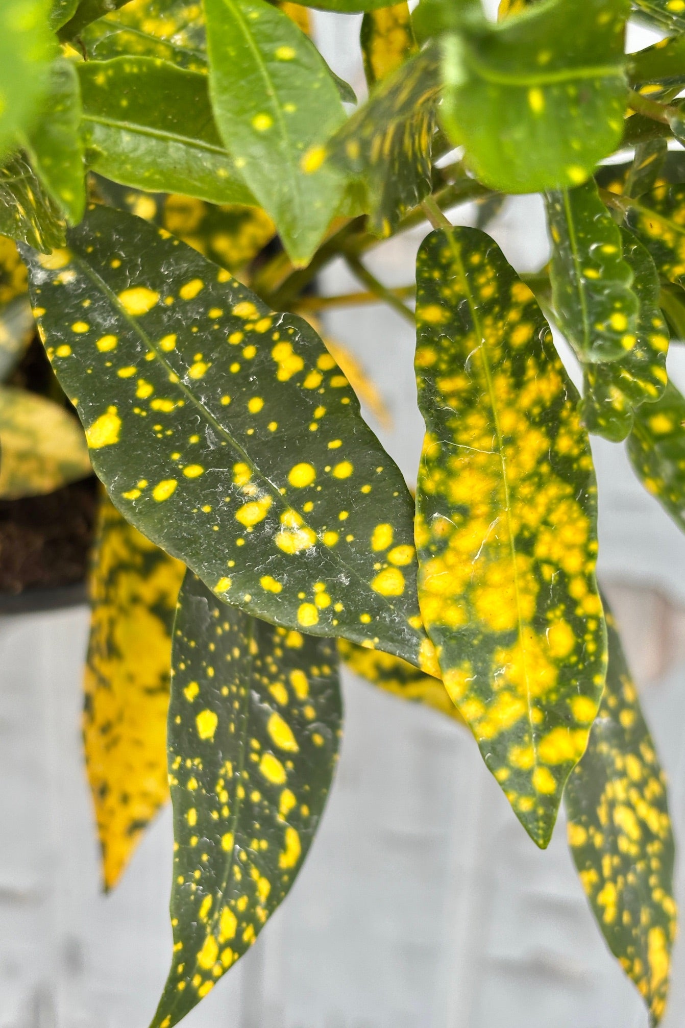 Codiaeum Variegatum Garden Croton 6