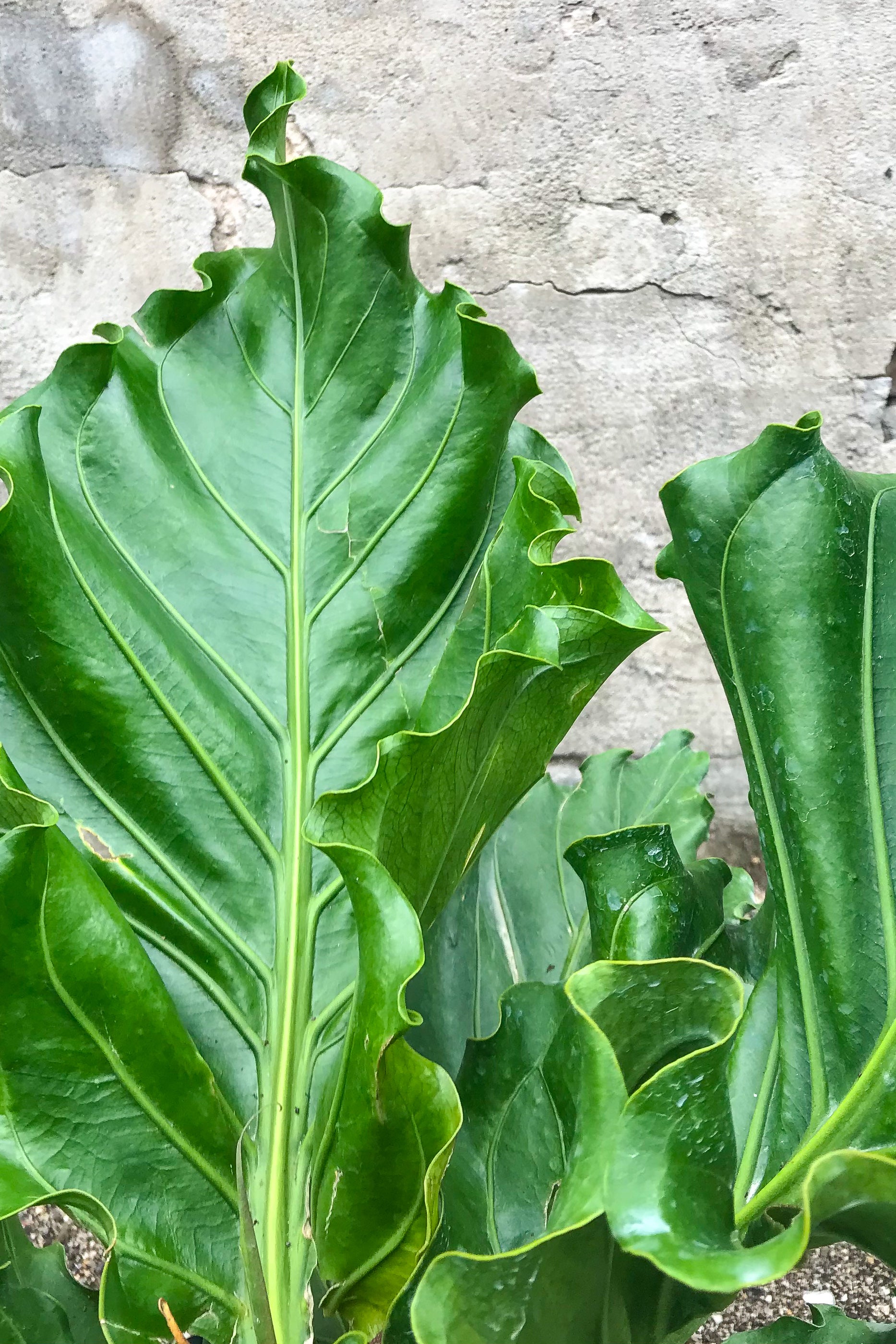 Anthurium plowmanii 'Ruffles' - 10