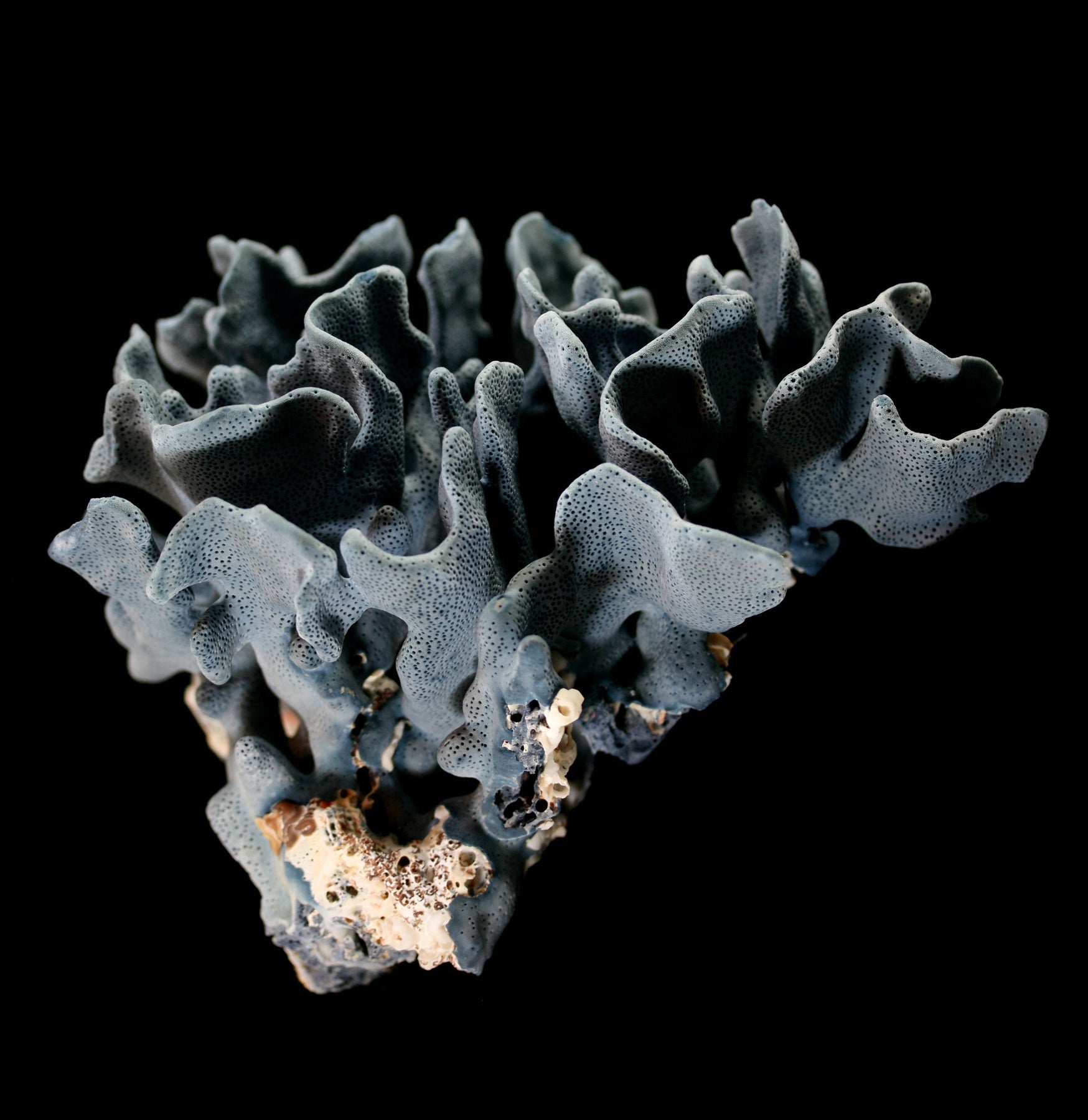 Premium Blue Heliopora Coerulea Coral for Saltwater Aquariums - Vibrant Live Coral for Reef Tanks & Marine Aquascaping