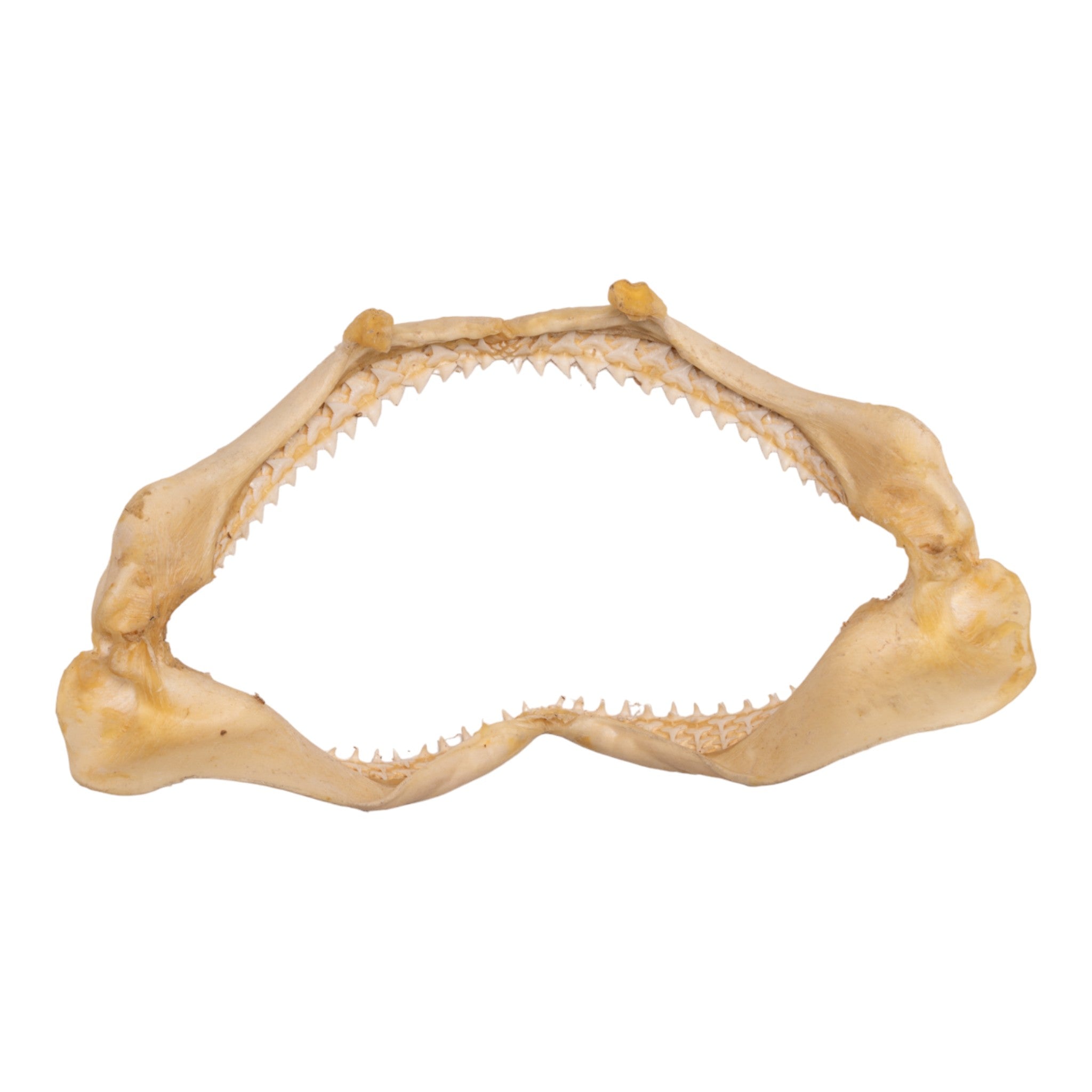 Authentic Silky Shark Jaw - 9.6 Inches - Rare Marine Biology Specimen & Collector's Item - Perfect for Educational Displays, Home Decor, and Ocean-Themed Collections