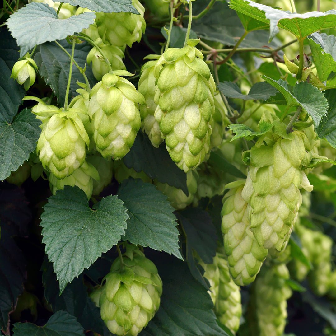 Pure Hops Essential Oil (Humulus Lupulus) - 100% Natural Aromatherapy Oil for Relaxation, Sleep Aid & Stress Relief - Perfect for Diffusers, Massage & DIY Skincare