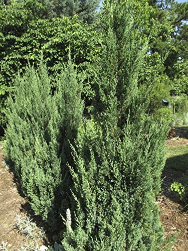 Blue Point Juniper Trees - 20 Live Evergreen Plants (Juniperus Chinensis) for Privacy Screening - Perfect for Landscaping, Hedges & Garden Borders