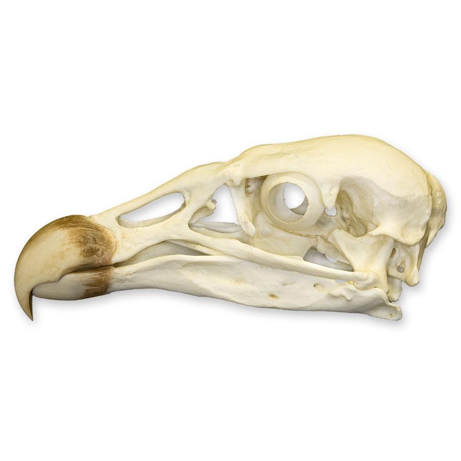 Authentic Replica Andean Condor Skull - Handcrafted Decorative Home Decor for Gothic, Halloween, and Natural History Displays