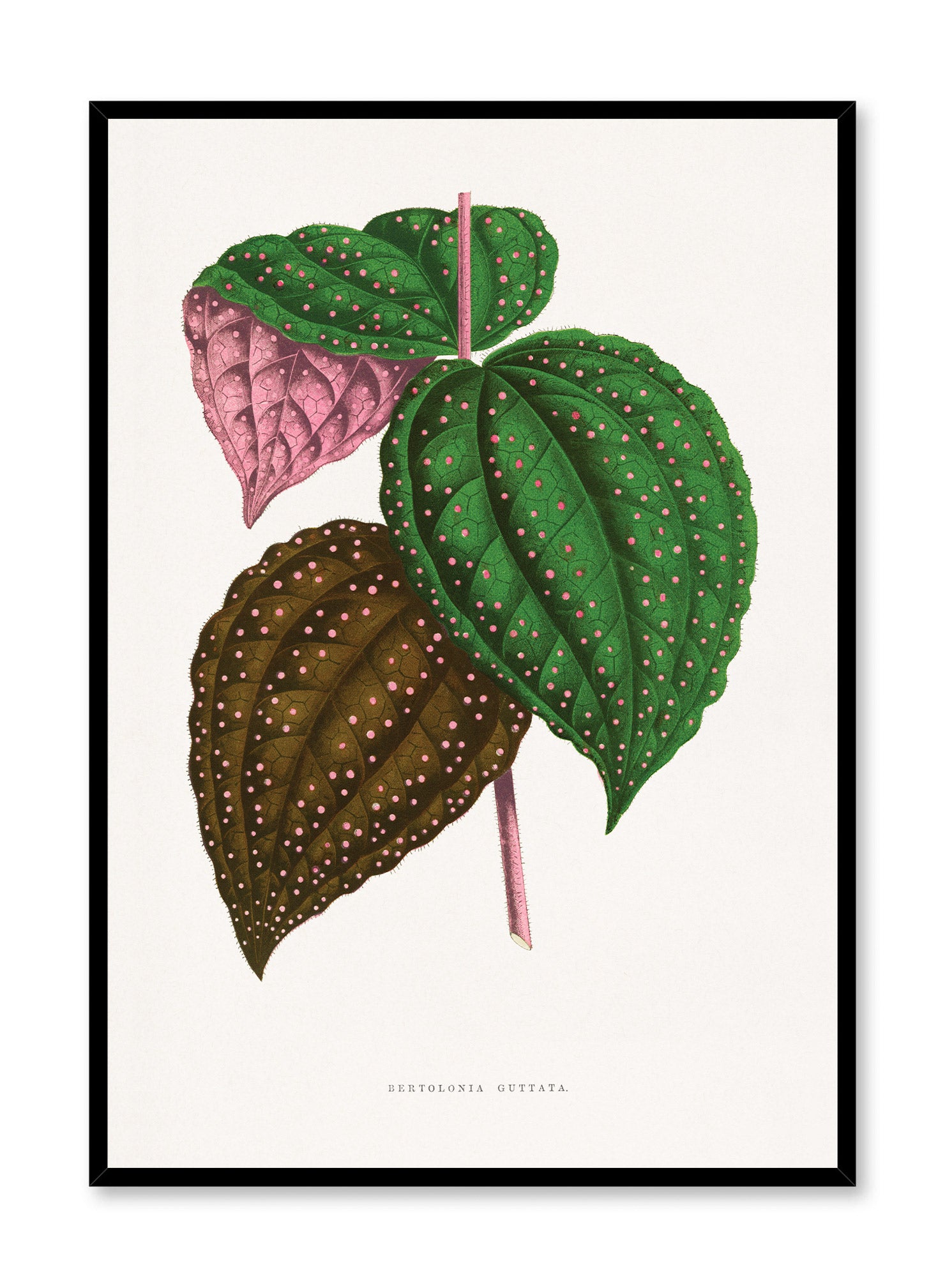 Pink Polka Dot Plant - Live Indoor Houseplant for Home Decor, Office & Gift | Easy Care Fittonia Nerve Plant for Terrariums & Tabletop Displays