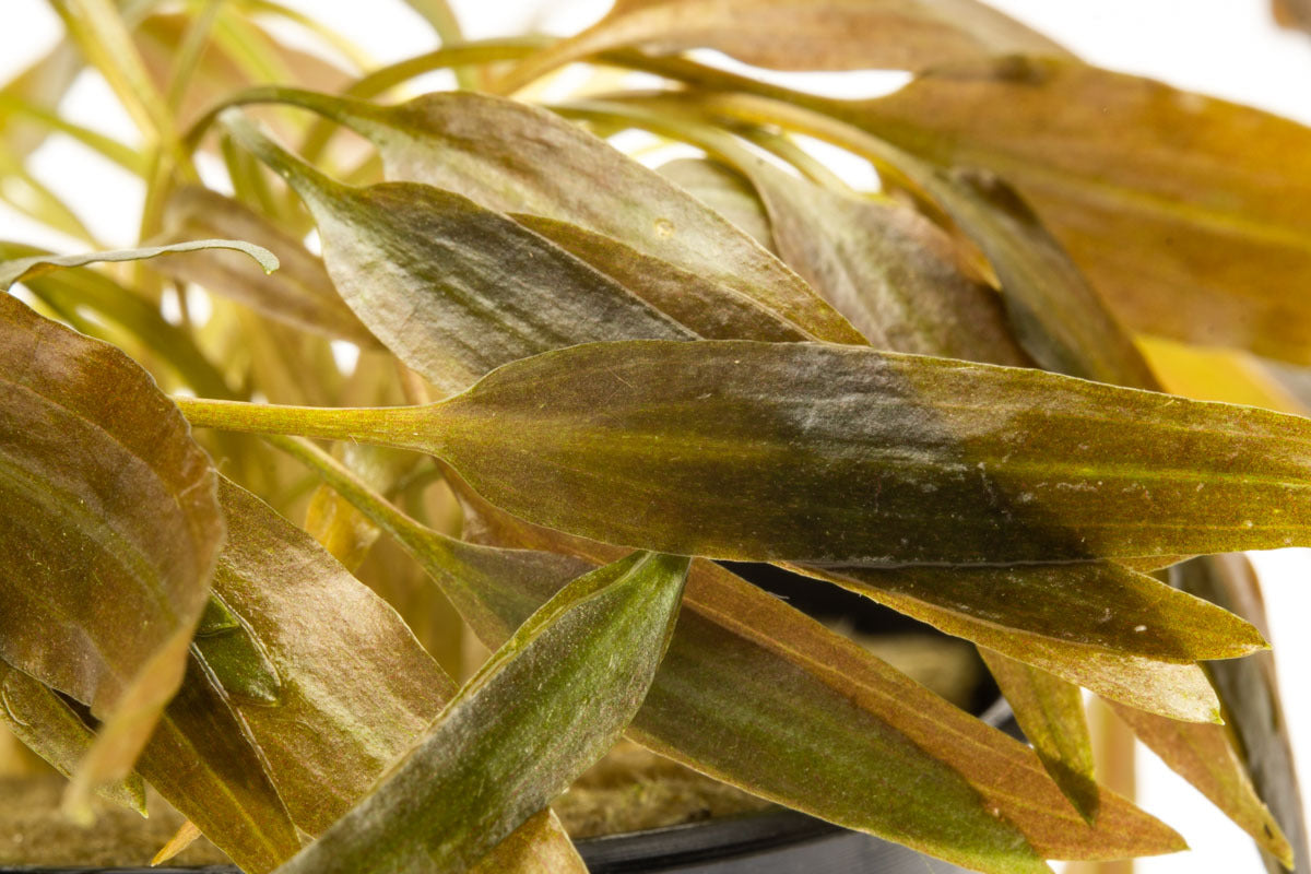 Cryptocoryne Axelrodi - Live Aquatic Plant for Freshwater Aquariums | Easy Care & Low Light | Perfect for Aquascaping & Fish Tanks