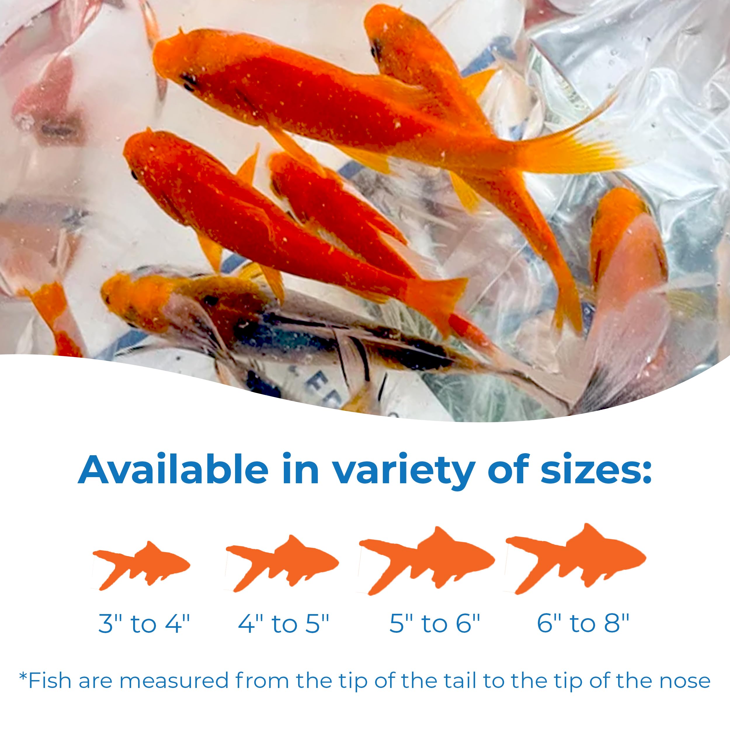 Premium Shubunkin & Comet Goldfish Combo - Vibrant Live Pond Fish (4-5 Inch) - 24 Count Mix for Aquariums & Outdoor Ponds - Perfect for Water Gardens, Koi Ponds & Decorative Fish Tanks