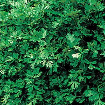 Organic Italian Flat Leaf Parsley Seeds - Pack of 100 | Non-GMO Herb Garden Seeds for Cooking, Garnishing & Fresh Salads | Perfect for Home Gardens, Kitchen Windowsills & Container Planting