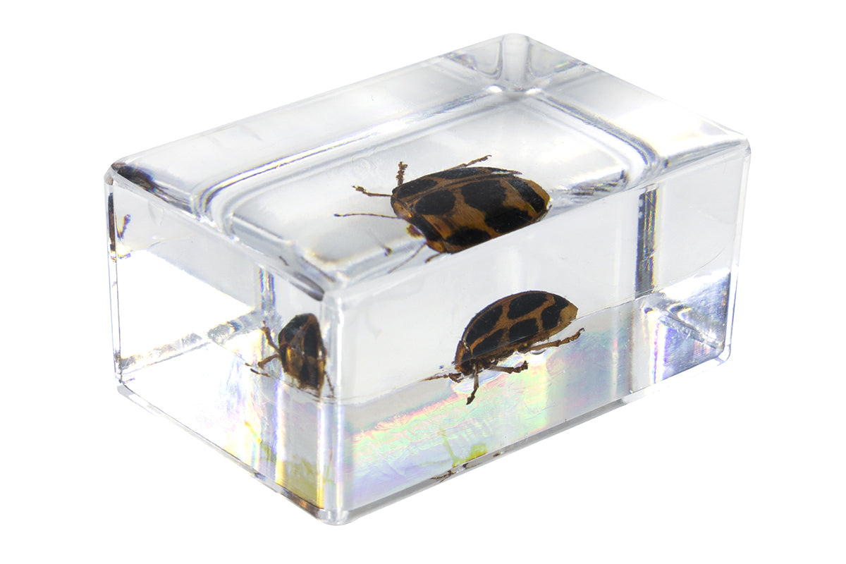 3D Bug Specimen Kit #4 - Realistic Insect Models for Science Education & Home Decor | Perfect for Classroom, Kids Learning & Nature Lovers