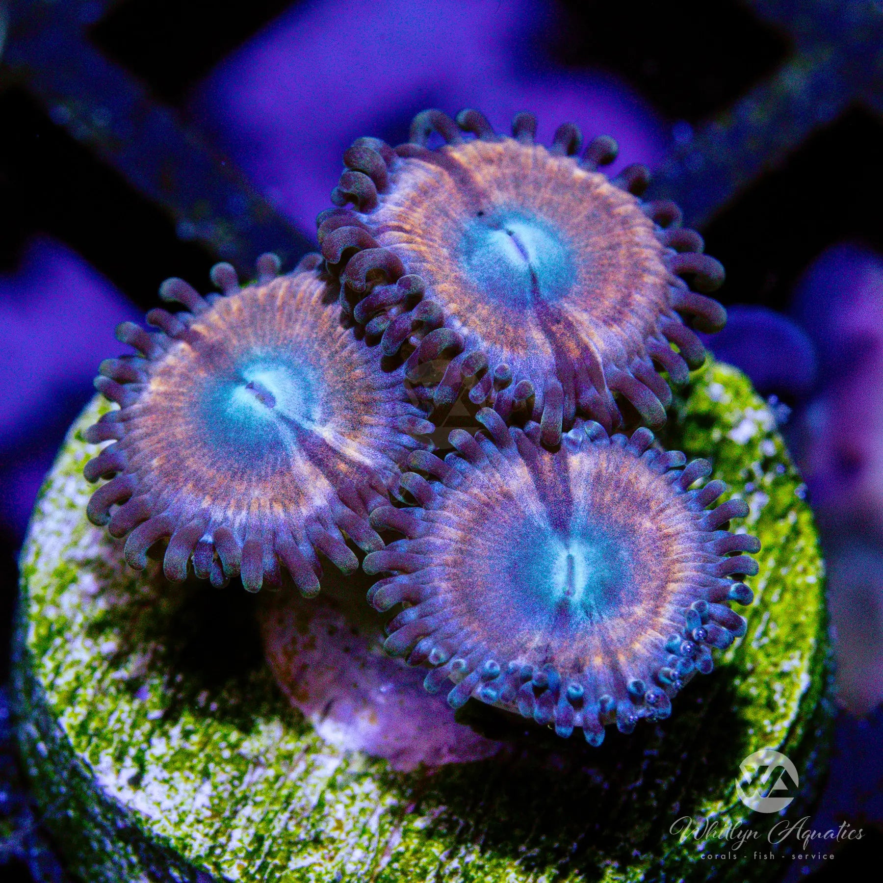 B32 WA Princess Peach Zoa Coral - Premium WYSIWYG Live Coral for Saltwater Aquariums | Perfect for Reef Tanks, Nano Tanks, and Coral Frag Displays