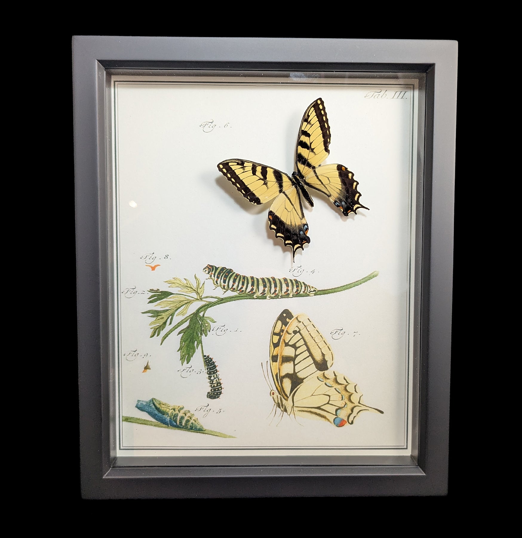 Tiger Swallowtail Butterfly Life Cycle Kit - Complete Metamorphosis Stages from Egg to Adult - Perfect for Classroom Education & Nature Study