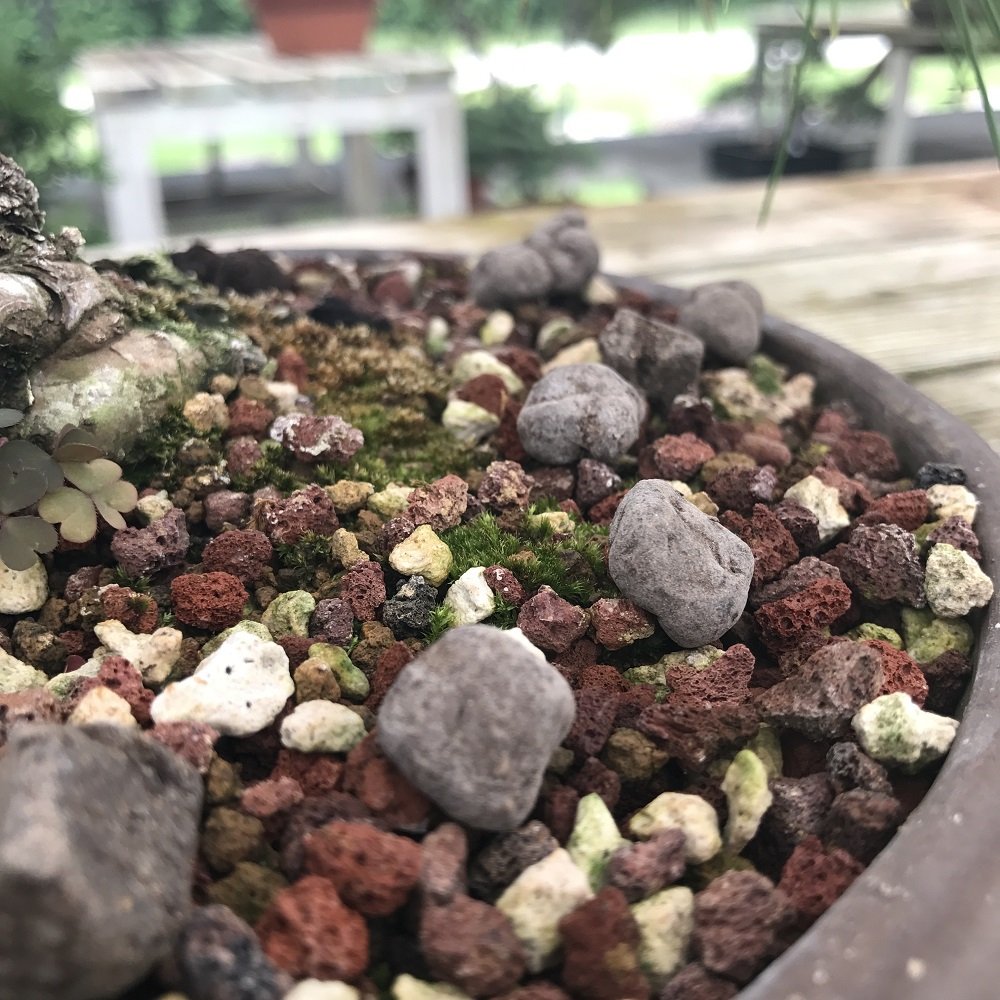 Premium Japanese Omakase Bonsai Fertilizer Slow-Release Pellets - Medium Size | Imported Fresh Nutrients for Healthy Bonsai Growth | Perfect for Indoor & Outdoor Bonsai Trees, Gardening, and Plant Care