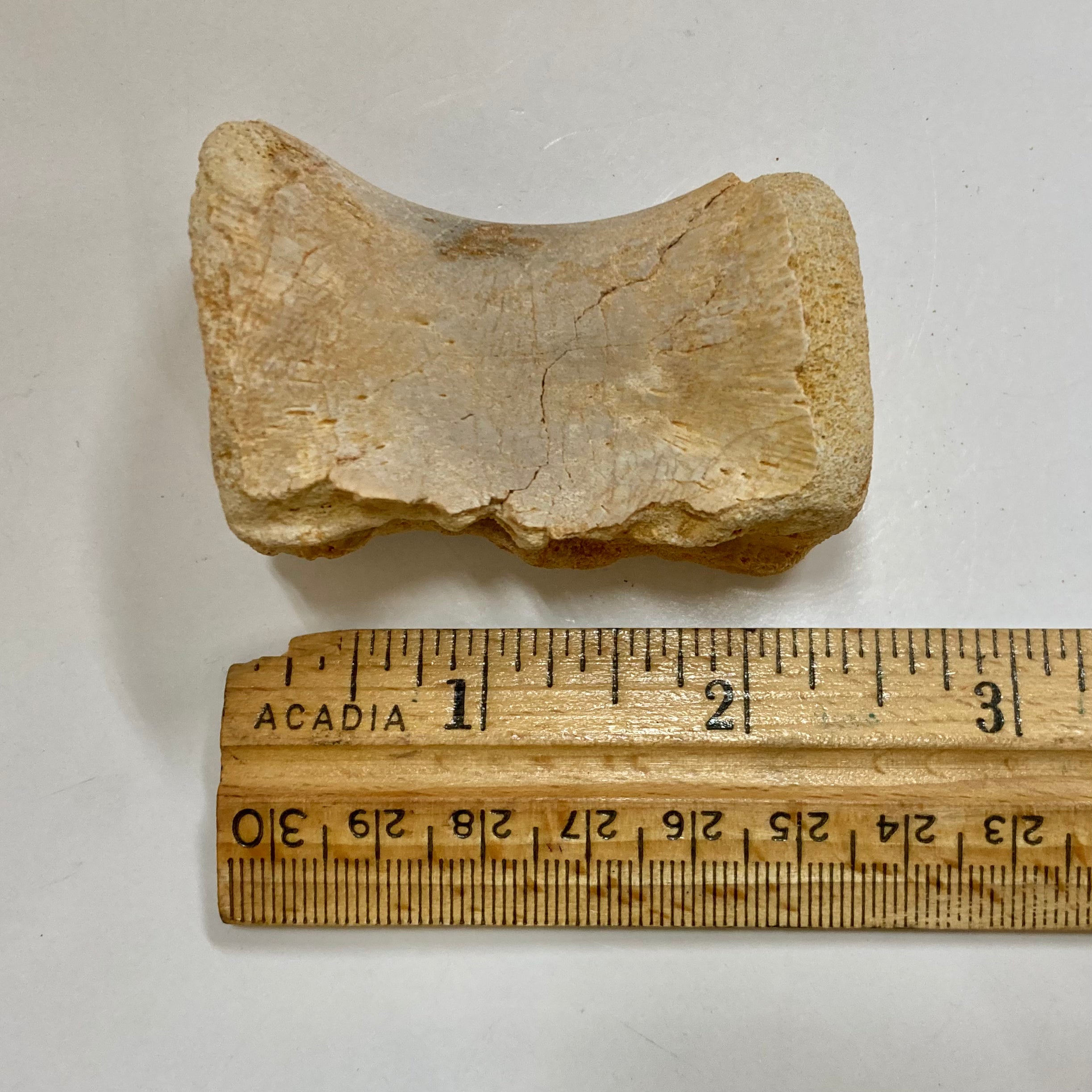 Authentic Juvenile Spinosaurus Dorsal Vertebra Fossil - Rare Dinosaur Bone for Collectors, Paleontology Enthusiasts & Educational Displays