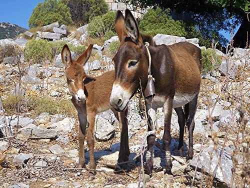 20x30 Inch Laminated Turkey Hiking Donkey Mountains Poster - Vibrant Colors & HD Imagery - Perfect for Home Decor, Office Wall Art & Gift Ideas - Fits Standard Frames
