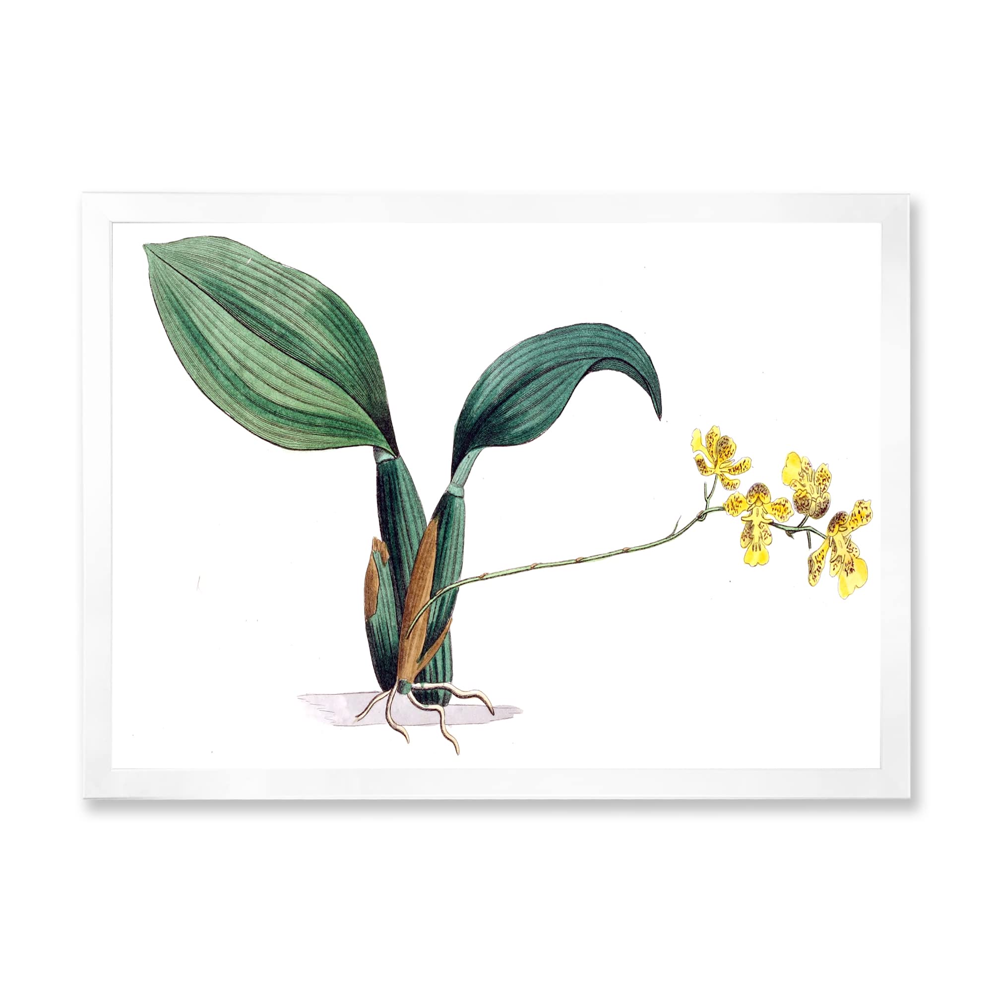 Vintage Plant Life VI Traditional Framed Wall Art - Botanical Home Decor for Living Room, Bedroom & Office - Perfect for Farmhouse, Boho & Classic Interior Design Styles