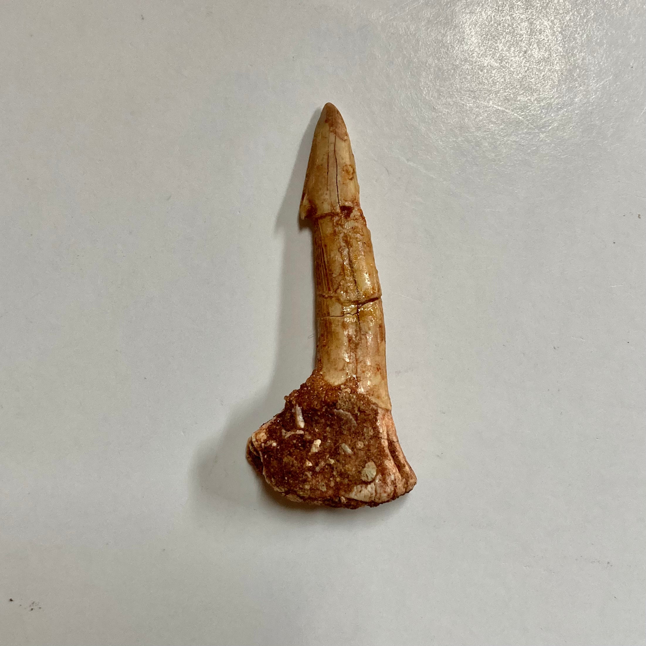 Sawfish Rostral Tooth - Genuine Fossilized Sawfish Tooth for Collectors, Jewelry Making & Educational Use | Perfect for DIY Crafts, Science Projects & Unique Gifts