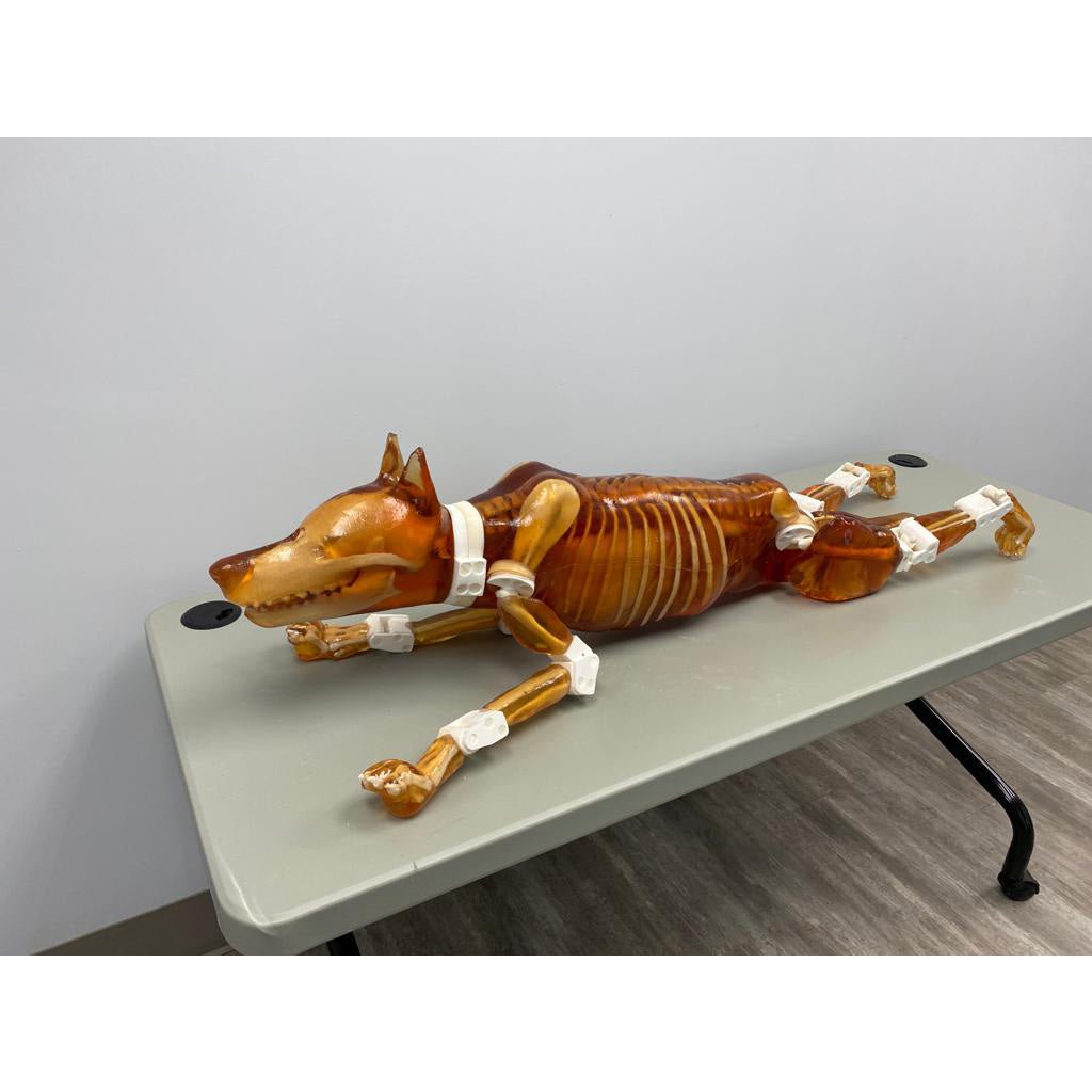 Female Dog Phantom for X-Ray, CT & MRI Imaging - High-Quality Veterinary Training & Diagnostic Tool for Accurate Scans