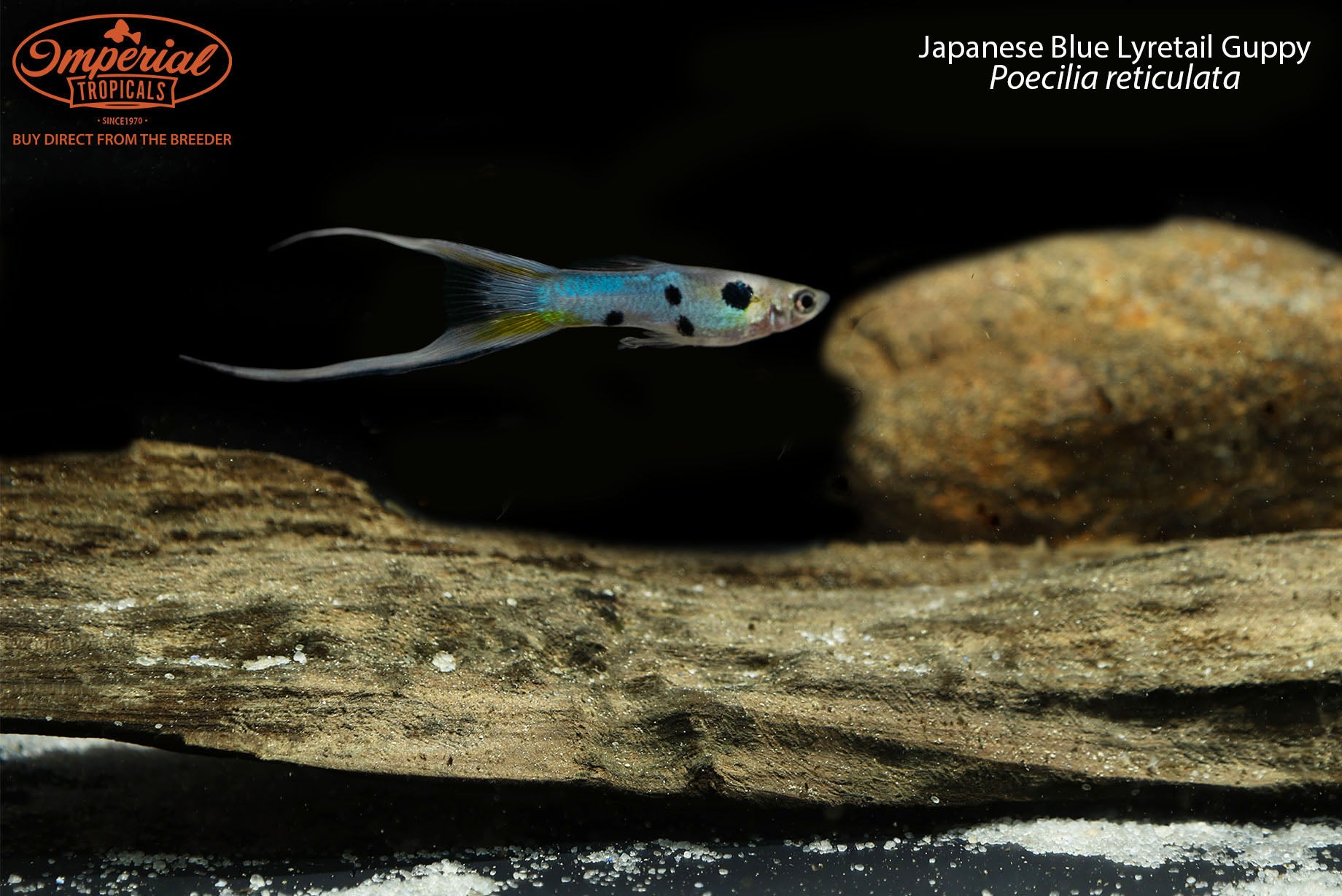 Japanese Blue Lyretail Guppy Fish - Live Aquarium Fish for Freshwater Tanks | Perfect for Home Aquariums & Fish Breeding