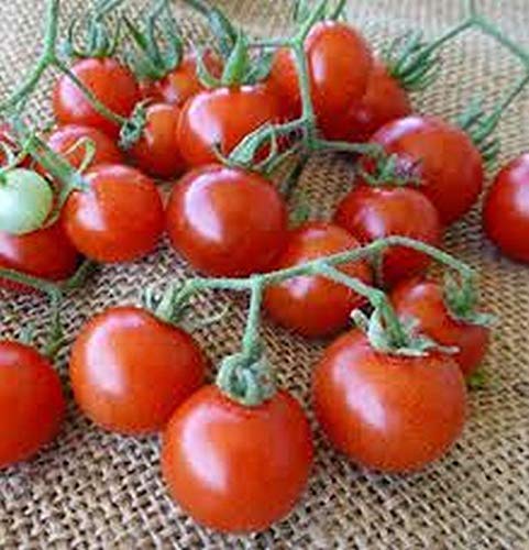 Organic Non-GMO Vegetable Seeds for Snacks, Cooking & Salads - 50 Pack | Perfect for Home Gardening, Healthy Recipes & Fresh Salads