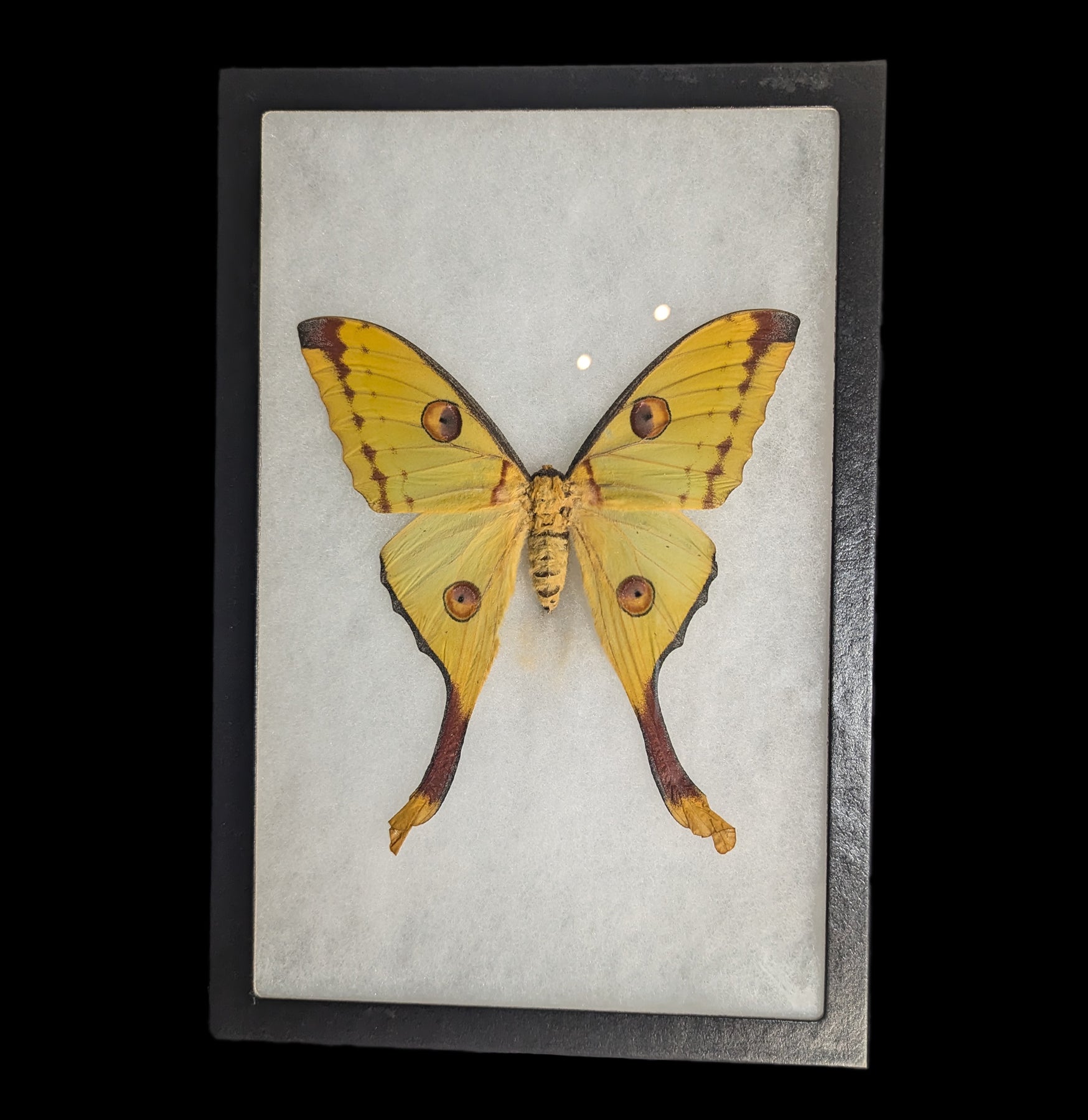 Riker Mounted Female Comet Moth Specimen - Premium Entomology Display for Home Decor, Science Education & Insect Collectors