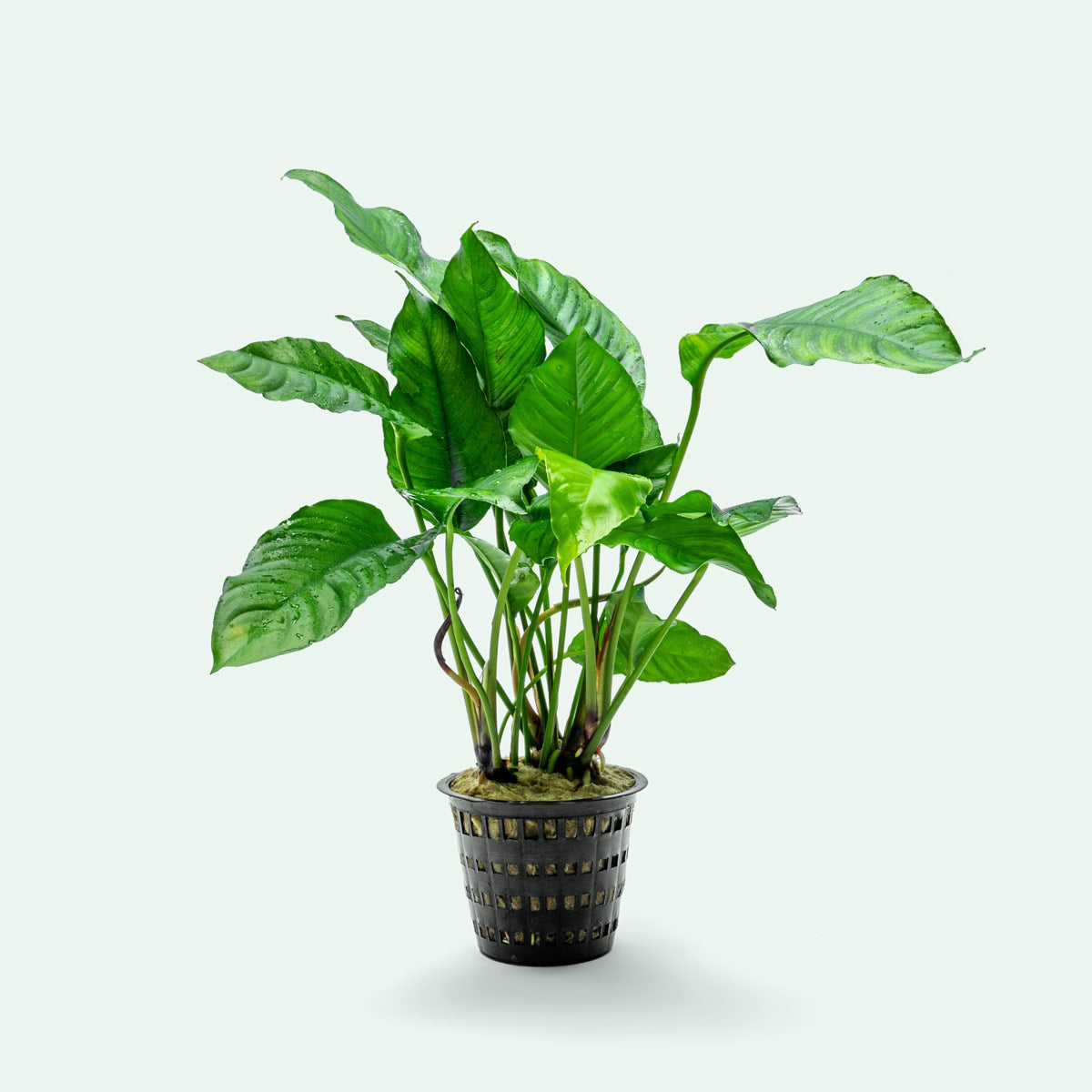Anubias Heterophylla Live Aquatic Plant - Large Mother Plant for Freshwater Aquariums & Fish Tanks | Perfect for Aquascaping, Shrimp Tanks & Low-Light Environments