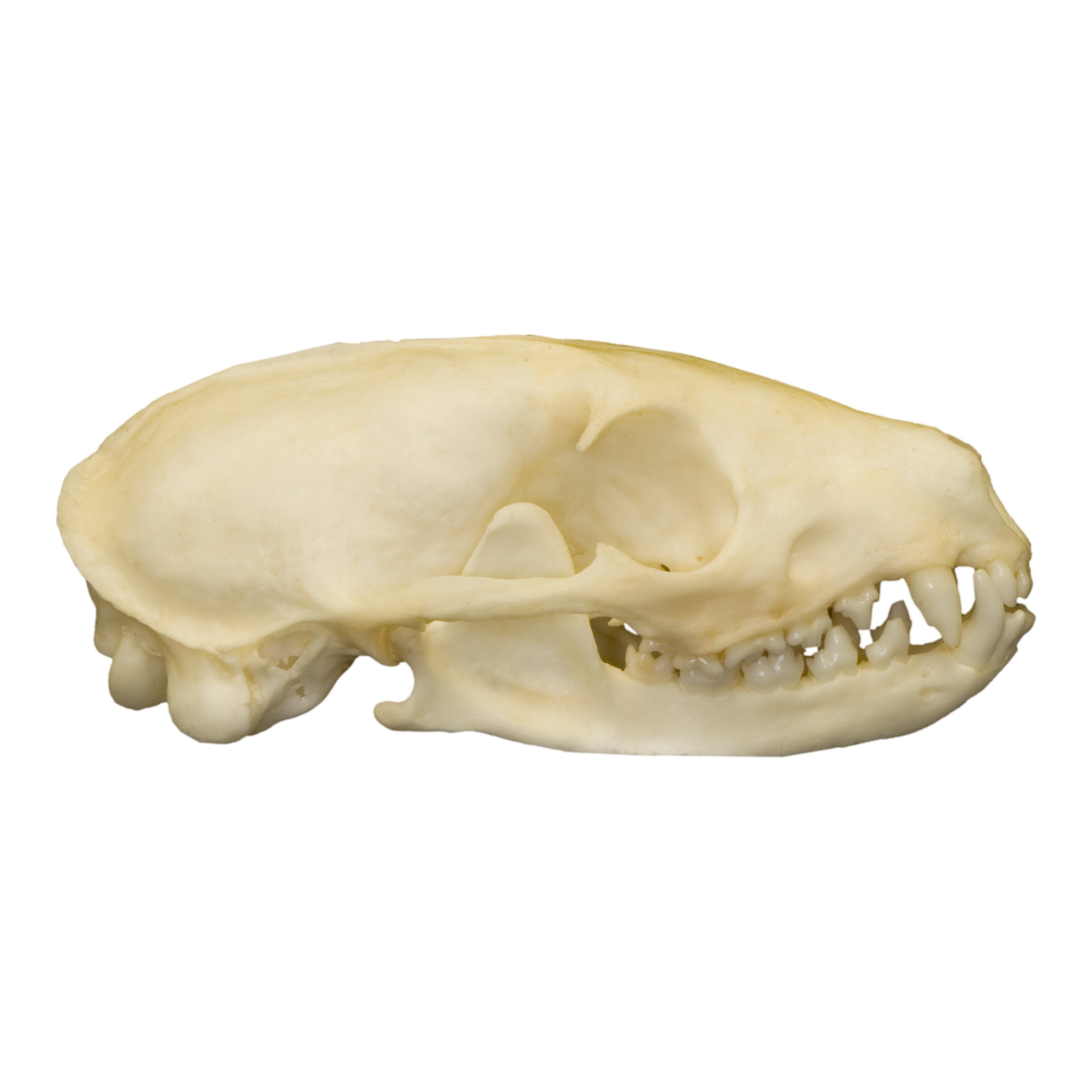 Real Flat-Headed Kusimanse Skull - Authentic Animal Skull Specimen for Taxidermy, Oddity Collections & Gothic Decor | Perfect for Halloween, Cabinets of Curiosity & Dark Academia Aesthetics