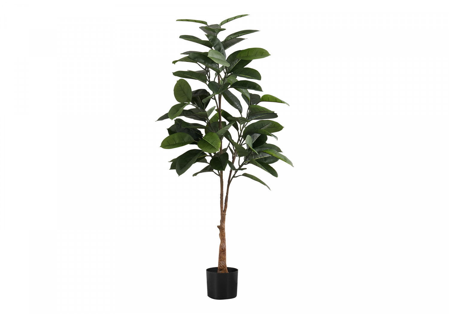 52 Rubber Tree Plants with 5 Black Pots - Indoor Houseplants for Home Decor, Office, and Living Room Greenery